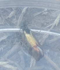 Nemophora albiciliellus