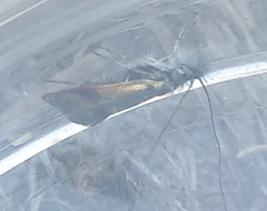 Nemophora albiciliellus