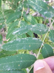 Podosphaera aucupariae