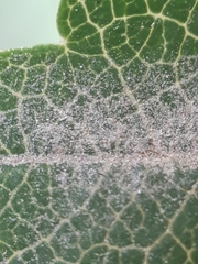 Podosphaera aucupariae