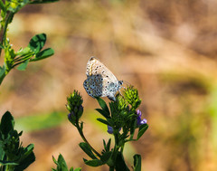 Polyommatus icarus