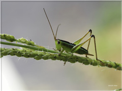 Conocephalus gigantius