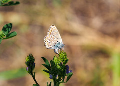 Polyommatus icarus