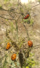Coccinella septempunctata