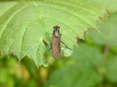 Homalocnemis