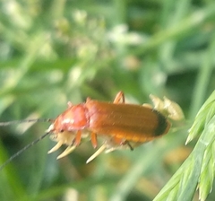 Rhagonycha fulva
