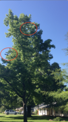 Ictinia mississippiensis