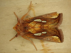 Plusia nichollae