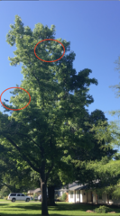 Ictinia mississippiensis