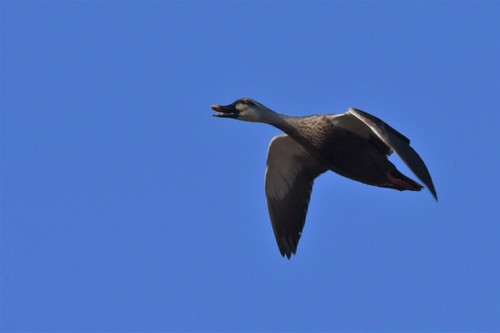 Eastern Spot-billed Duck, photo 3 of 10