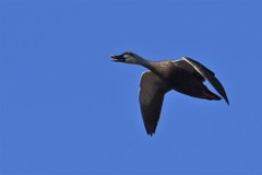 Eastern Spot-Billed Duck photo 5