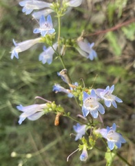 Penstemon wilcoxii