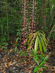 Barringtonia acutangula