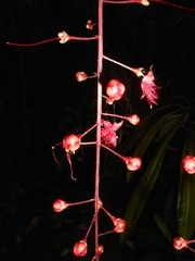 Barringtonia acutangula