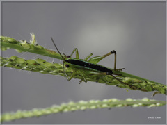 Conocephalus gigantius