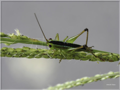 Conocephalus gigantius