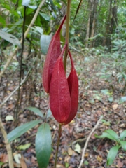 Barringtonia acutangula