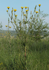 Tragopogon dasyrhynchus