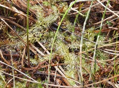 Utricularia intermedia
