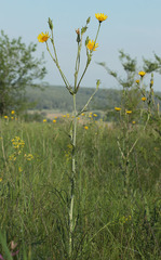 Tragopogon dasyrhynchus