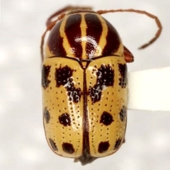 Cryptocephalus texanus