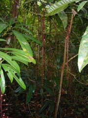 Barringtonia acutangula