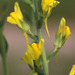 Broomleaf Toadflax - Photo (c) Sergey Mayorov, some rights reserved (CC BY-NC), uploaded by Sergey Mayorov