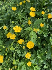 Ranunculaceae