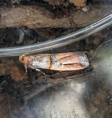 Dasypyga alternosquamella