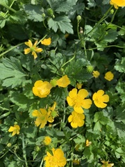 Ranunculaceae