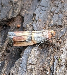 Dasypyga alternosquamella