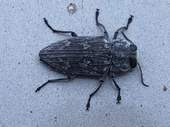 Chrysobothris merkelii