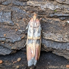 Dasypyga alternosquamella