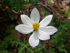 Cosmos palmeri