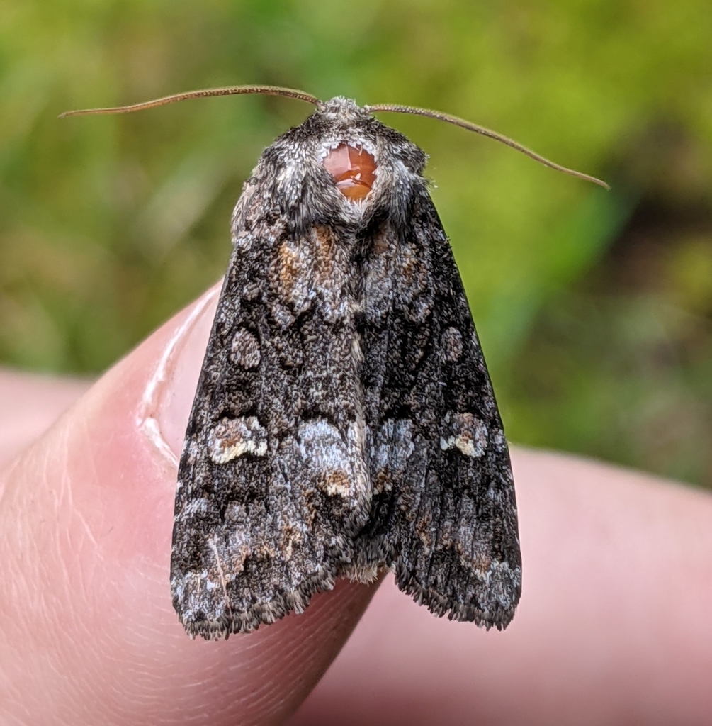 Otter Spiramater Moth