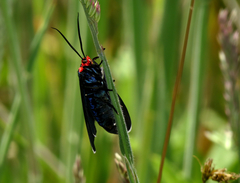 Ctenucha rubroscapus
