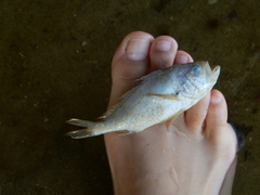 Larimus breviceps