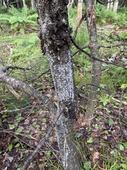 Cronartium ribicola