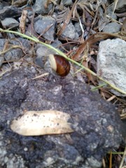 Cornu aspersum