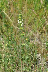 Stachys recta