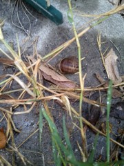 Cornu aspersum