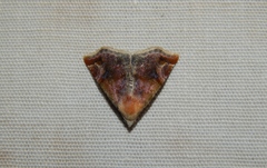 Eublemma apicimacula