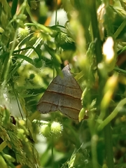 Colobochyla salicalis
