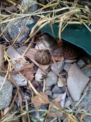 Cornu aspersum