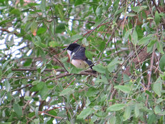 Laniarius aethiopicus