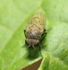 Paralimna punctipennis