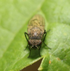 Paralimna punctipennis