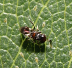 Encyrtus