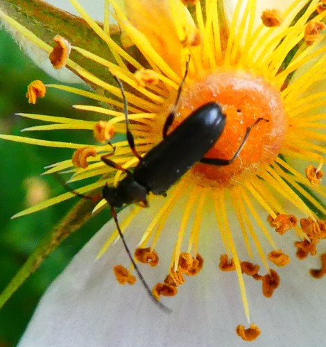 Common grammoptera photo 5
