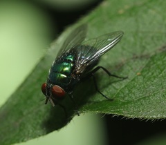 Lucilia illustris
